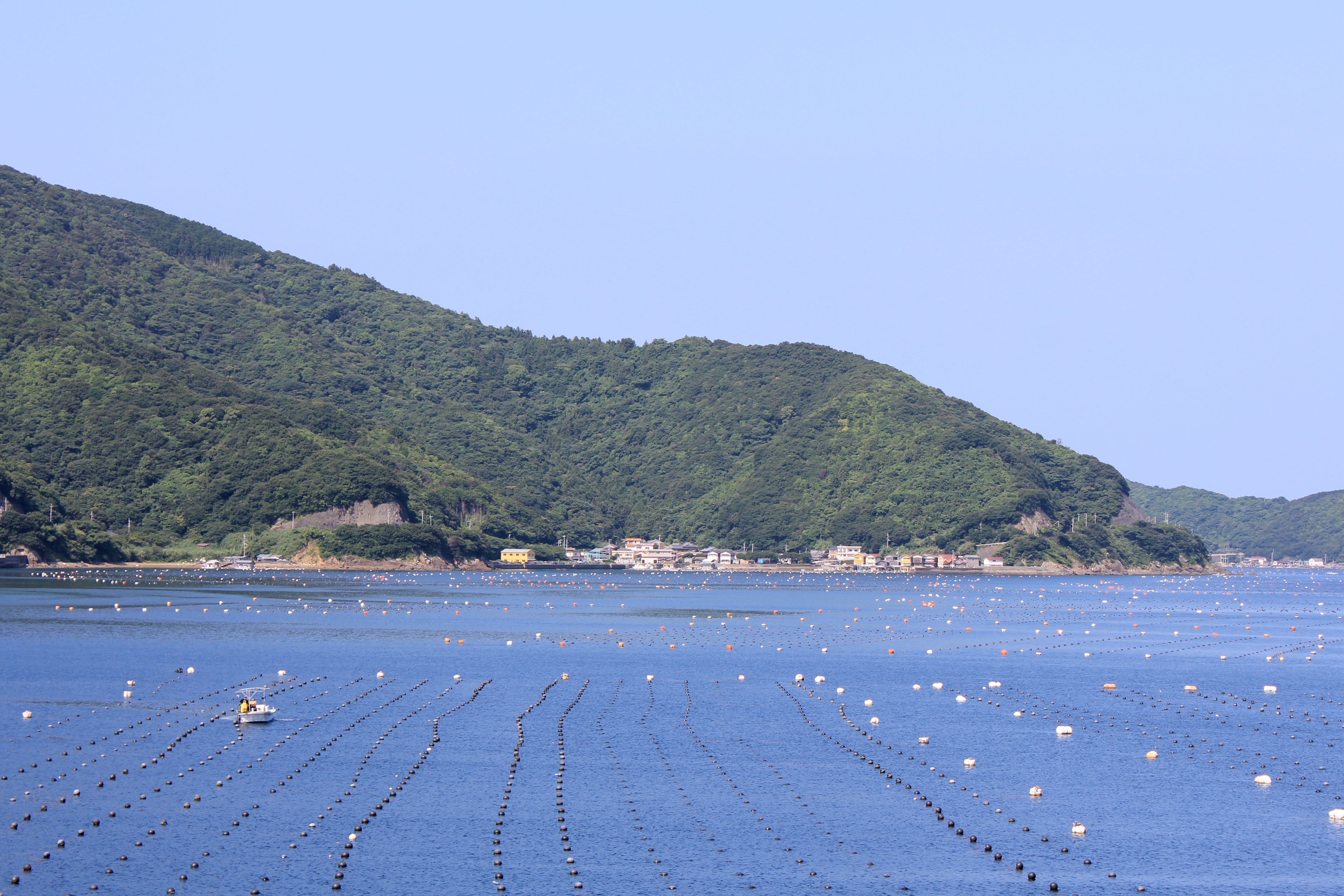 宇和島の海と真珠の養殖風景